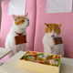Image for article titled Cats Are the Cutest Guides to Japan